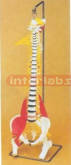 BIG MULTIFUNCTIONAL FLEXIBLE VERTEBRAE SYNTHESIS DEMONSTRATION MODEL